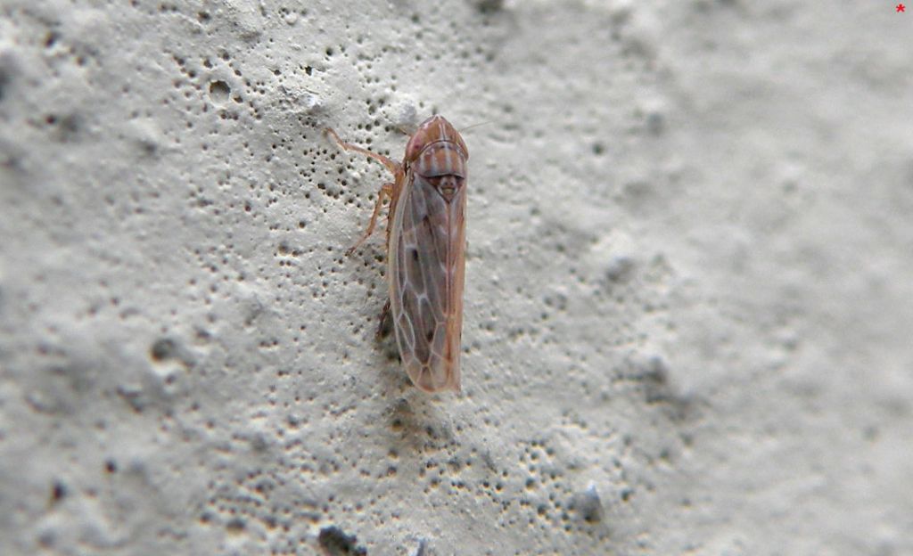 Arocephalus longiceps?